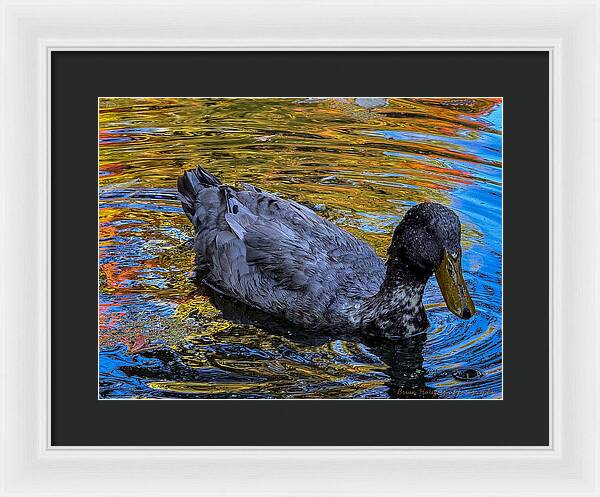 Duck in the pond - Framed Print