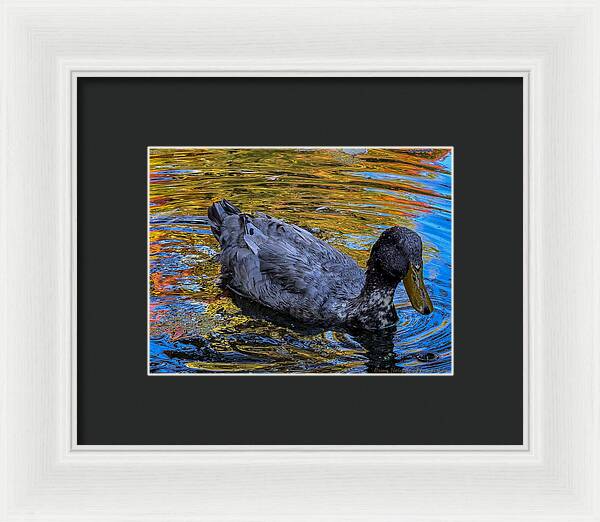 Duck in the pond - Framed Print