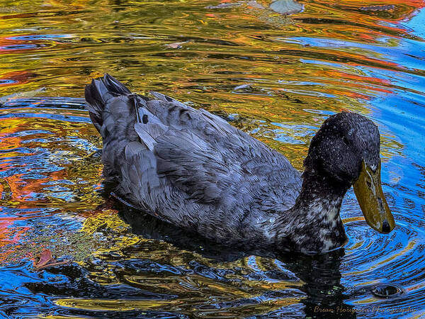 Duck in the pond - Art Print