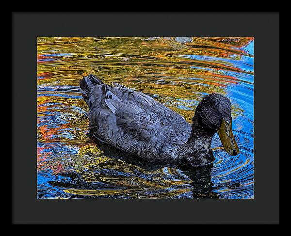 Duck in the pond - Framed Print