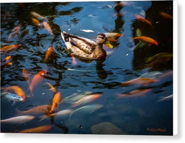 Duck with the koi - Canvas Print
