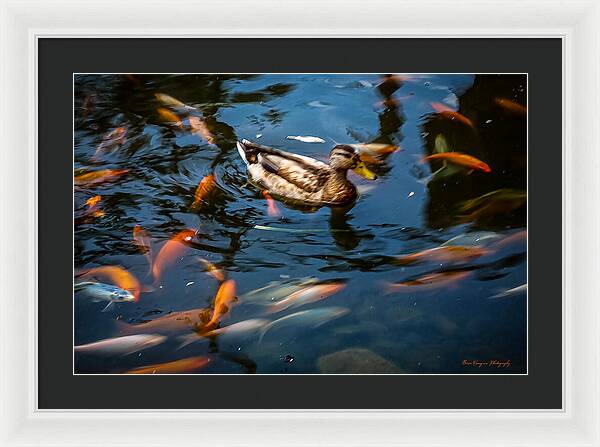 Duck with the koi - Framed Print