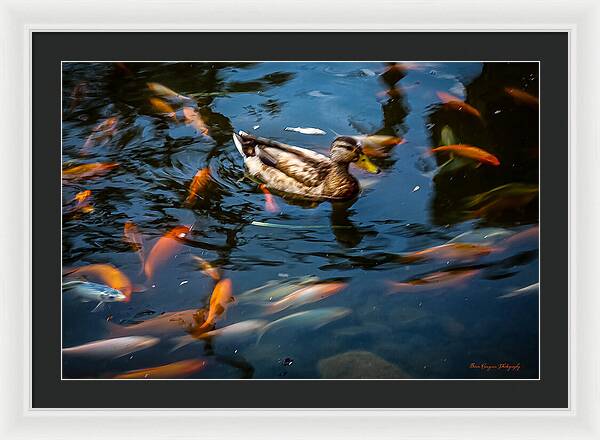 Duck with the koi - Framed Print