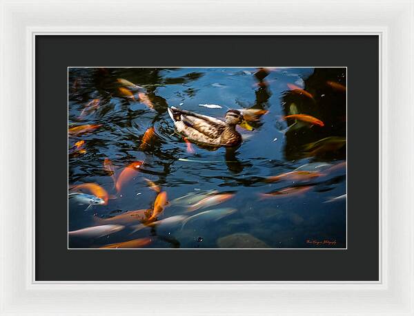 Duck with the koi - Framed Print