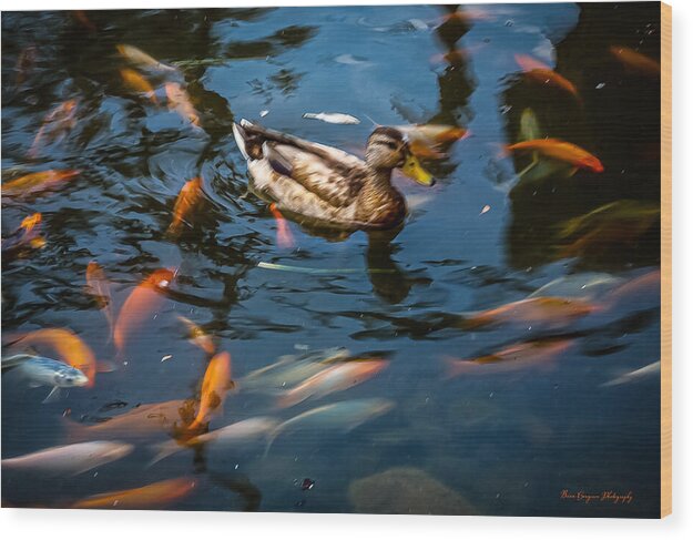 Duck with the koi - Wood Print