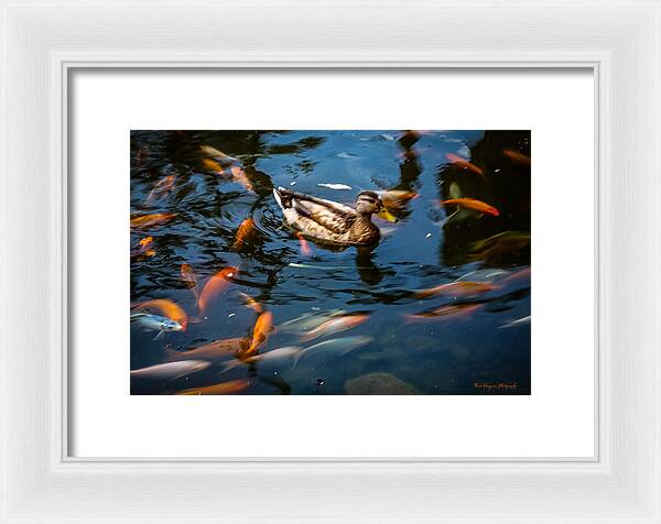 Duck with the koi - Framed Print