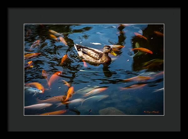 Duck with the koi - Framed Print