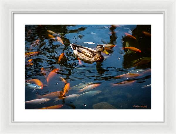 Duck with the koi - Framed Print