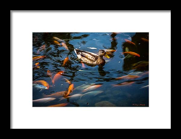 Duck with the koi - Framed Print