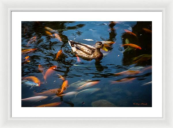 Duck with the koi - Framed Print
