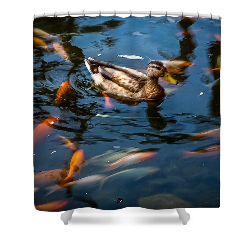Duck with the koi - Shower Curtain