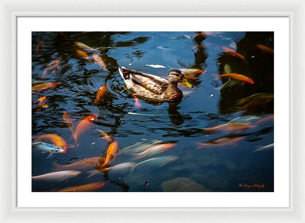 Duck with the koi - Framed Print