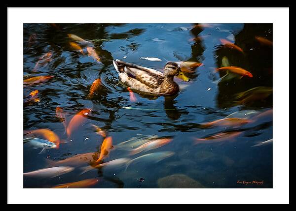 Duck with the koi - Framed Print