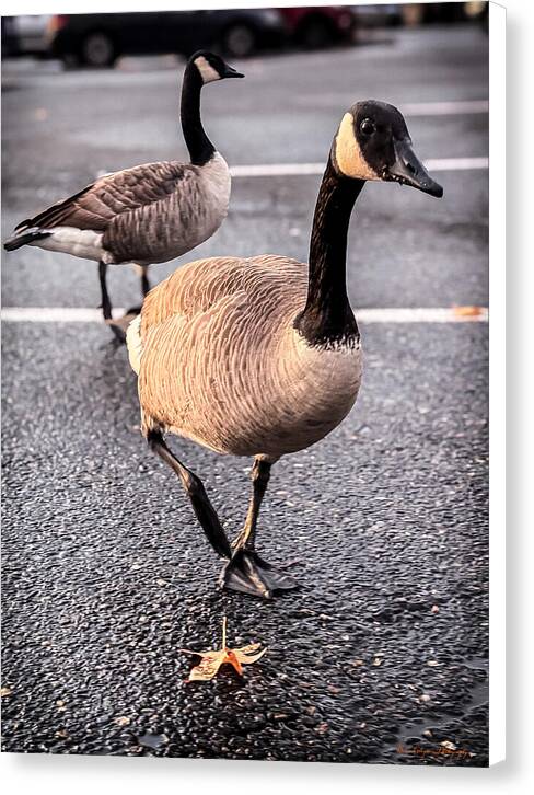 Geese in the parking lot - Canvas Print