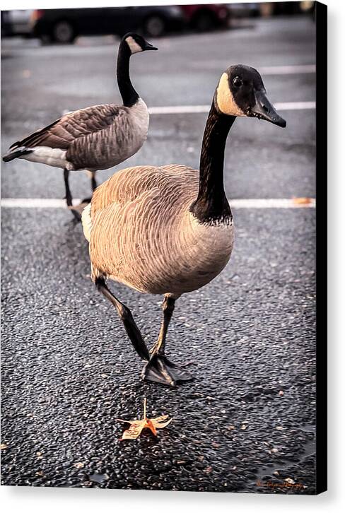 Geese in the parking lot - Canvas Print
