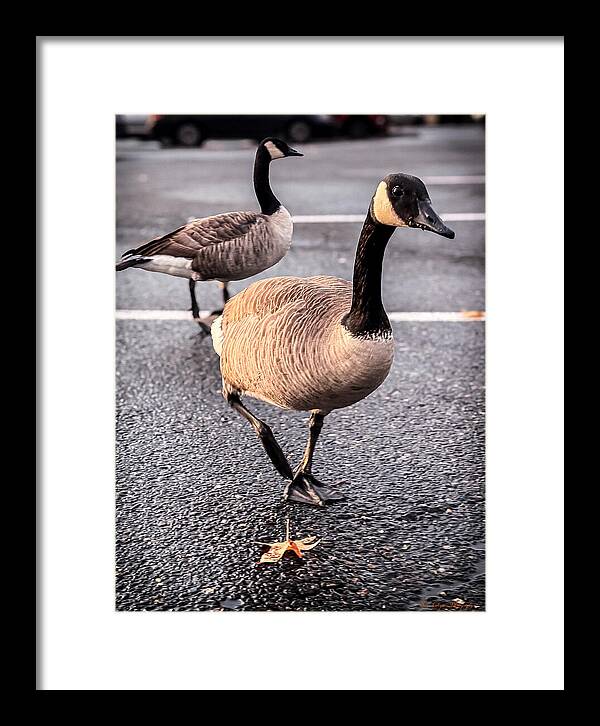 Geese in the parking lot - Framed Print