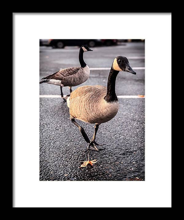 Geese in the parking lot - Framed Print
