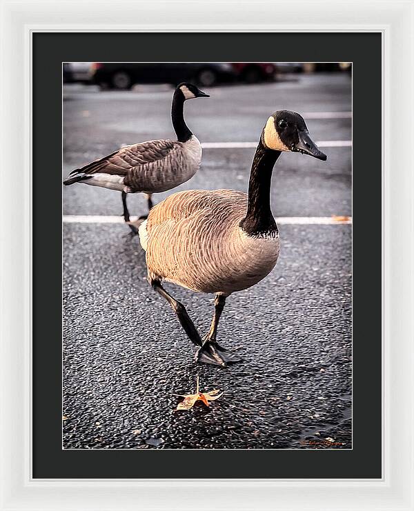 Geese in the parking lot - Framed Print