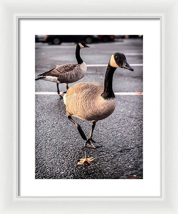 Geese in the parking lot - Framed Print