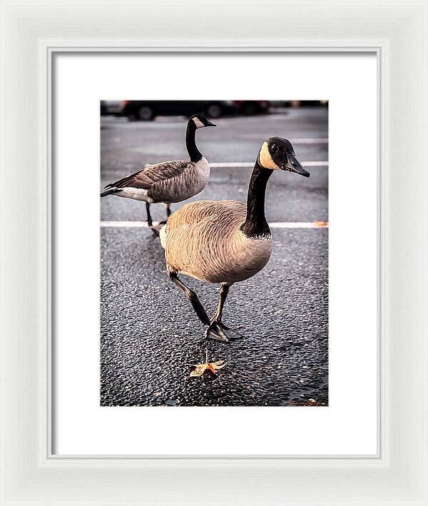 Geese in the parking lot - Framed Print