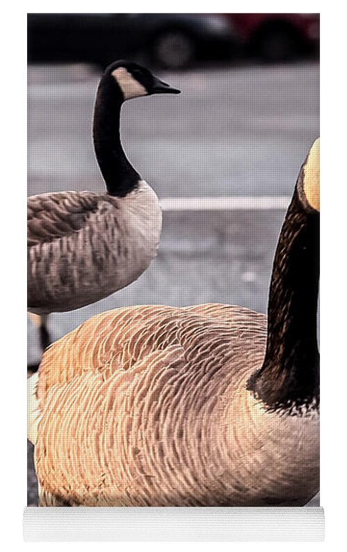 Geese in the parking lot - Yoga Mat