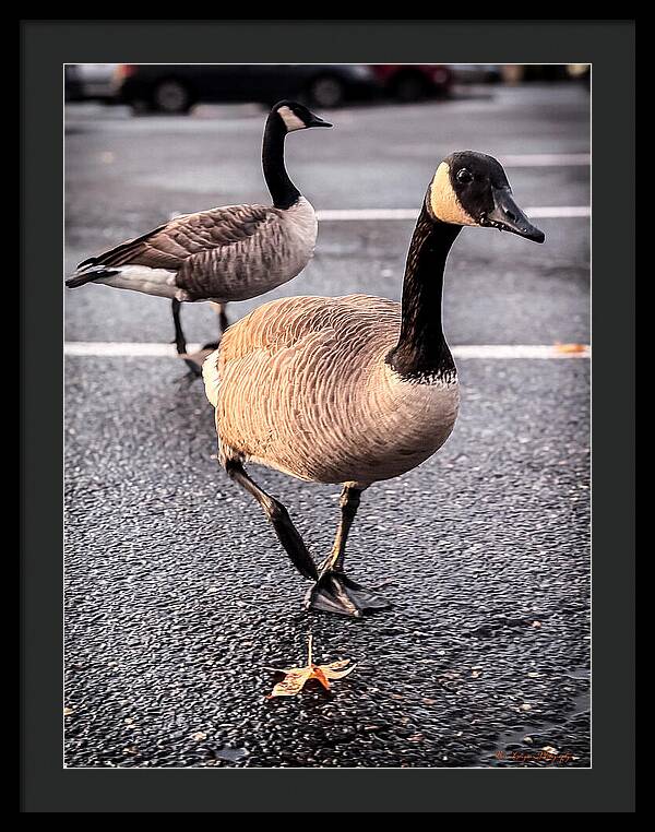 Geese in the parking lot - Framed Print
