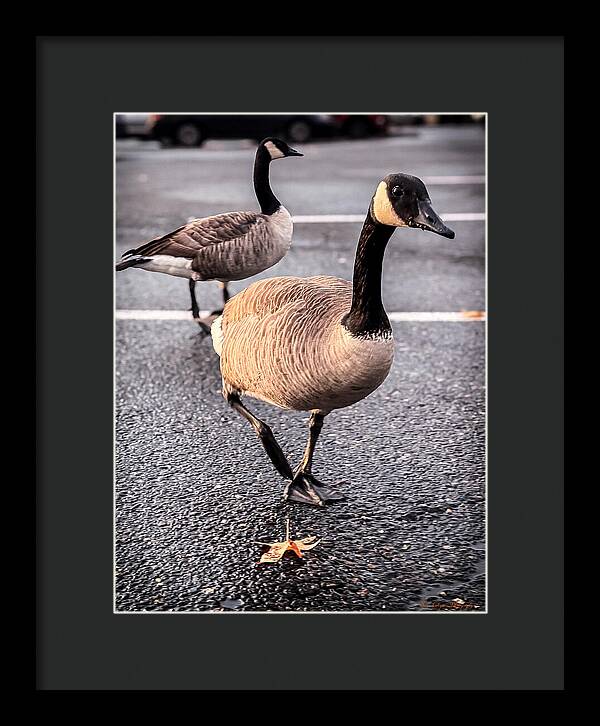 Geese in the parking lot - Framed Print