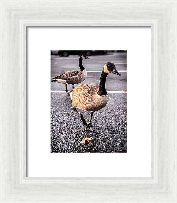 Geese in the parking lot - Framed Print