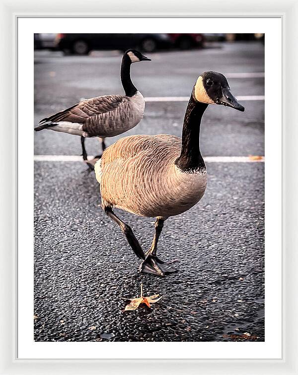 Geese in the parking lot - Framed Print
