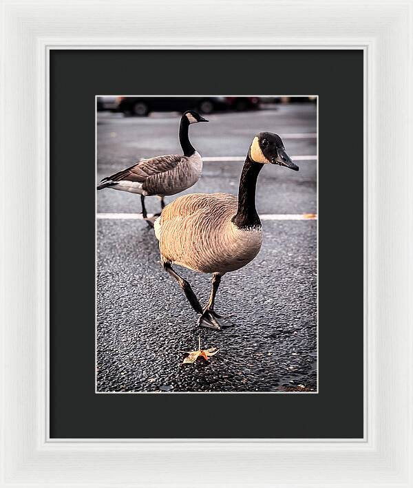 Geese in the parking lot - Framed Print