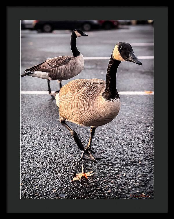 Geese in the parking lot - Framed Print