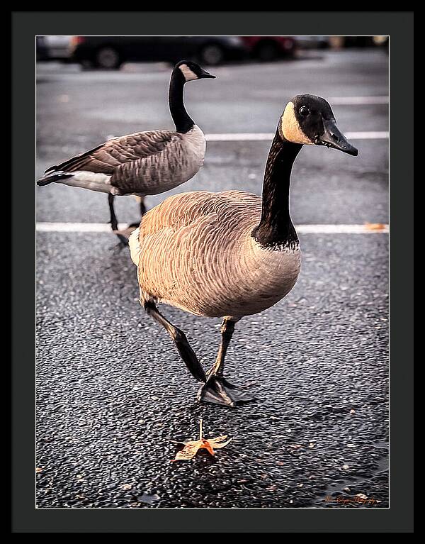 Geese in the parking lot - Framed Print