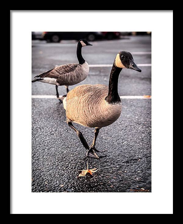 Geese in the parking lot - Framed Print