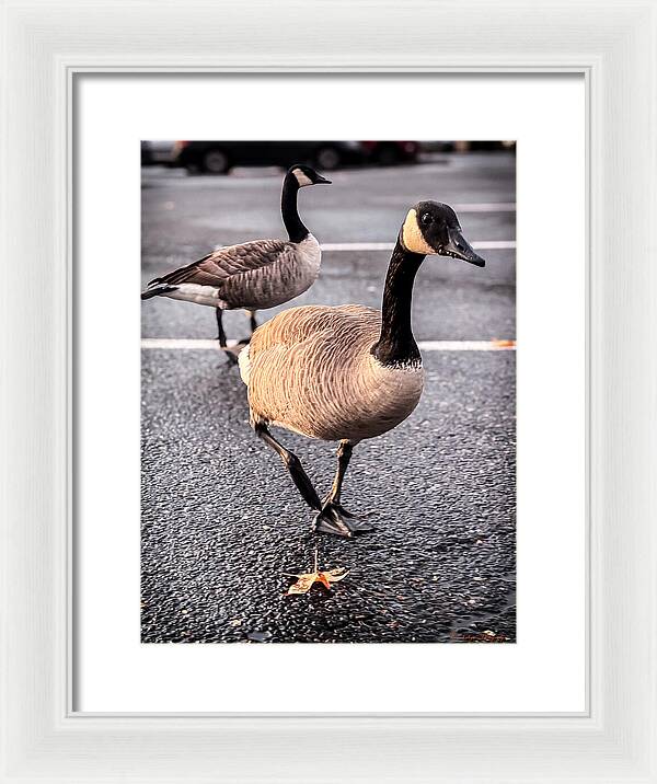Geese in the parking lot - Framed Print