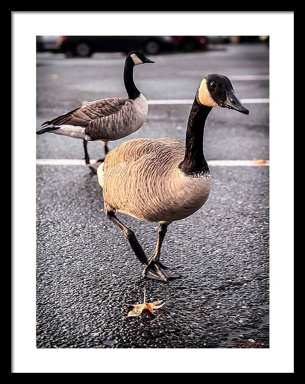 Geese in the parking lot - Framed Print