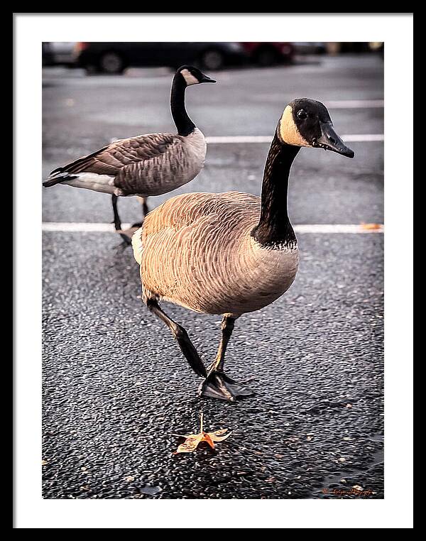 Geese in the parking lot - Framed Print