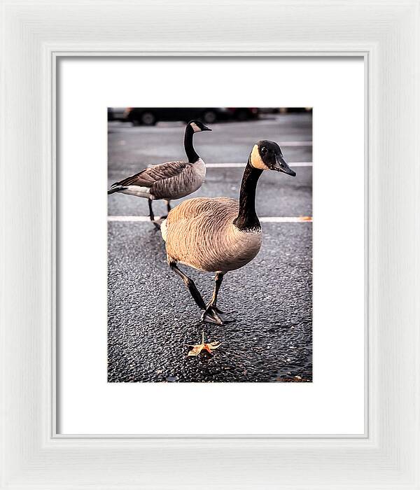 Geese in the parking lot - Framed Print