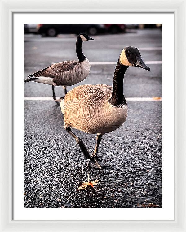 Geese in the parking lot - Framed Print