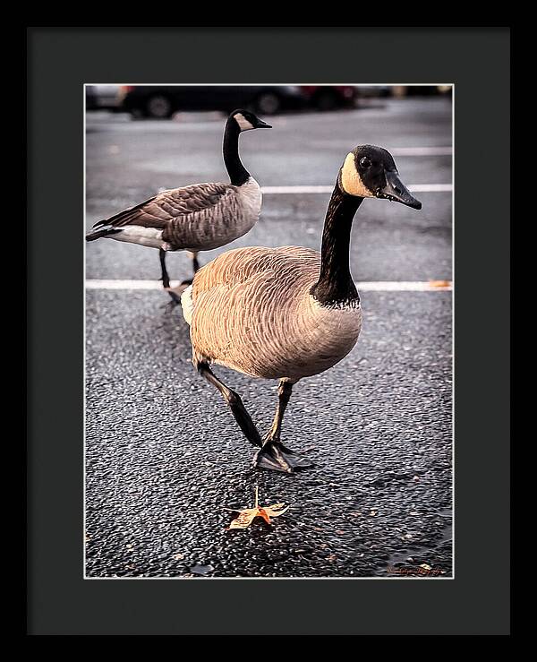 Geese in the parking lot - Framed Print