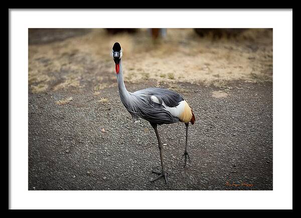 Goosed - Framed Print