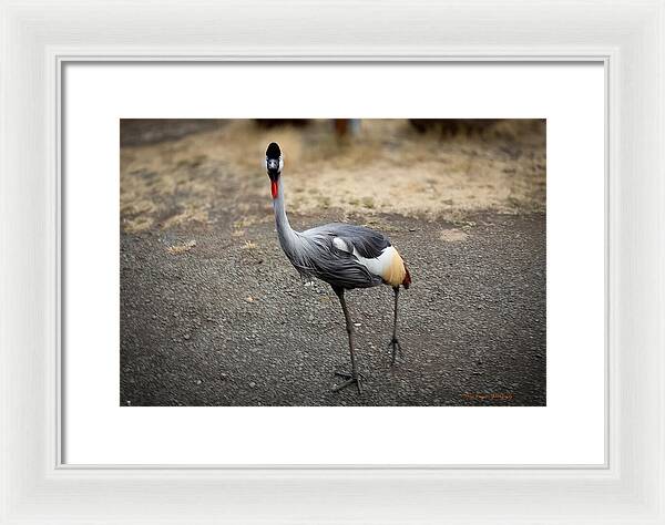 Goosed - Framed Print