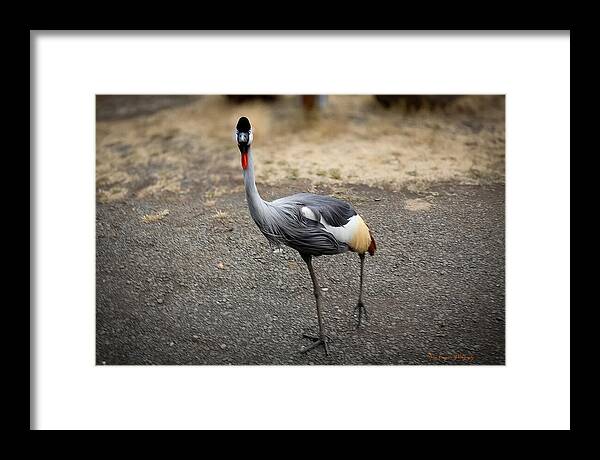 Goosed - Framed Print