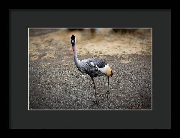Goosed - Framed Print