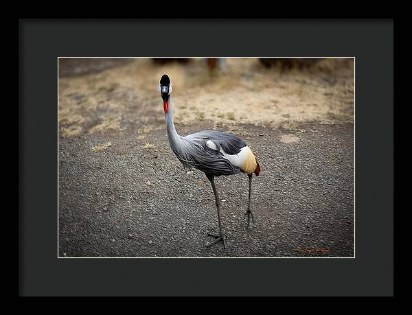 Goosed - Framed Print