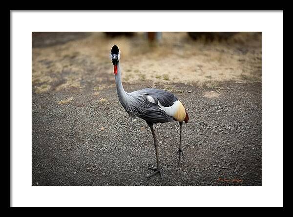 Goosed - Framed Print