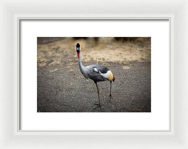 Goosed - Framed Print