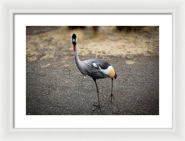Goosed - Framed Print