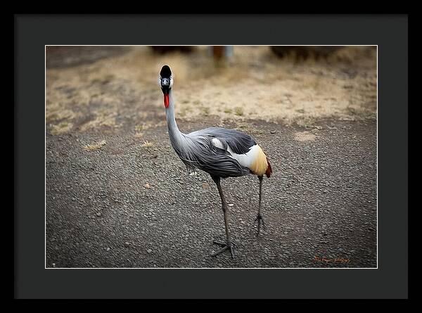 Goosed - Framed Print