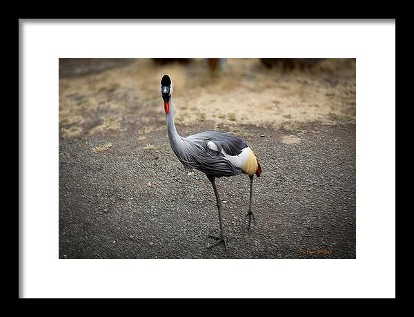Goosed - Framed Print