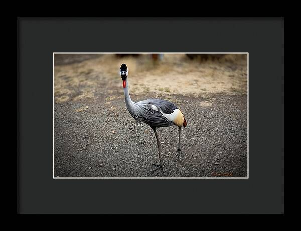 Goosed - Framed Print